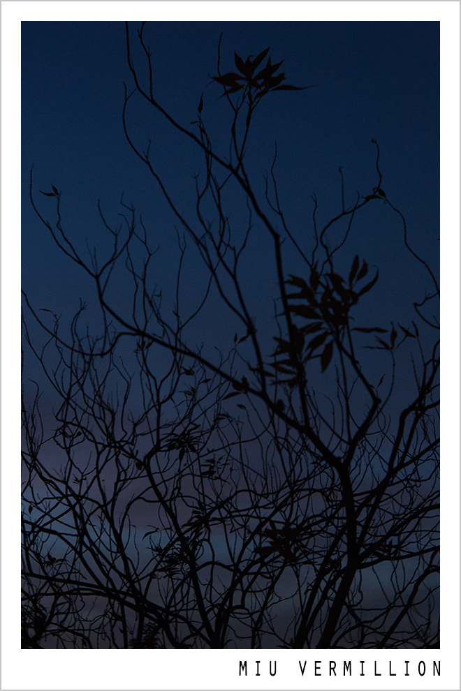 Miu Vermillion Photography - Night Walk 