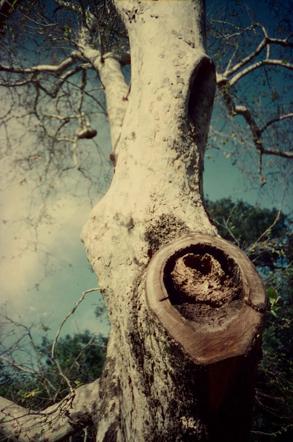 KONO! Kolorit 400 Tungsten + Zenit 412LS Light Leak - via miu vermillion photography blog