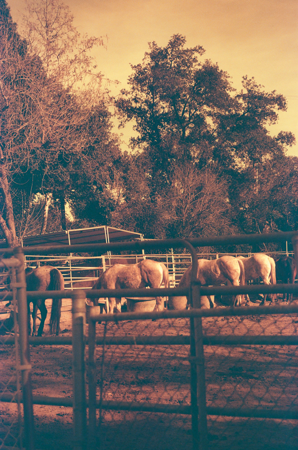 KONO! Rotwild CN 400 35mm film + Lomo LC-A+ Camera - via Miu Vermillion blog