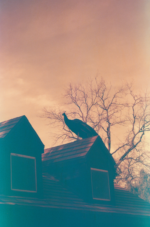 KONO Rotwild 400 film + Lomo LC-A+ Camera - via Miu Vermillion blog