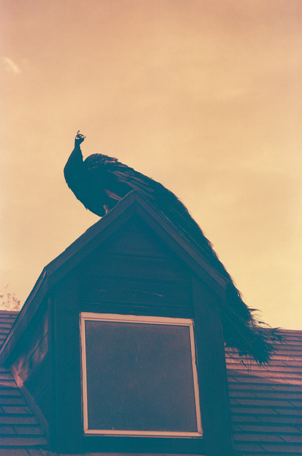 KONO! Rotwild CN 400 film + Lomo LC-A+ Camera - via Miu Vermillion blog