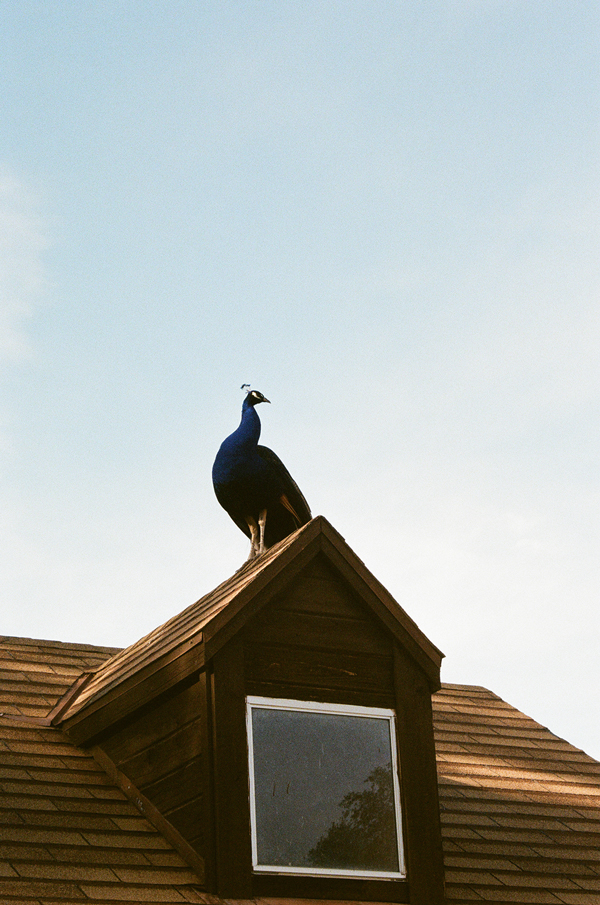 Lomography 100 ISO Color Negative Film + Nikon N75 - via miu vermillion photography blog