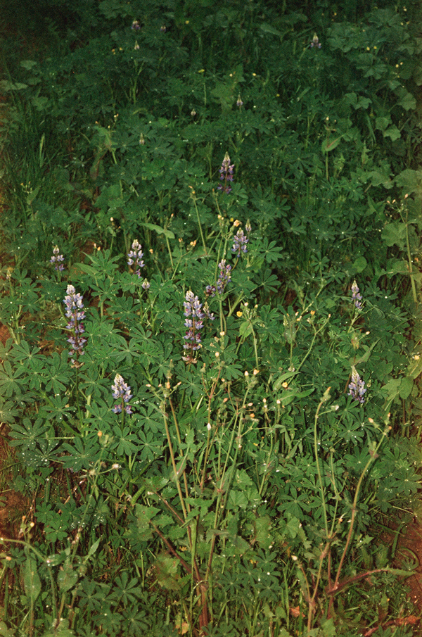 Washi X Maskless CN Film - via Miu Vermillion Photography Blog